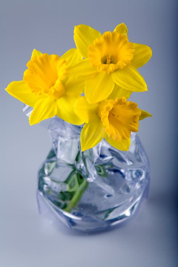 Flores do Daffodil imagem de stock royalty free Flores do Daffodil imagem de stock royalty free