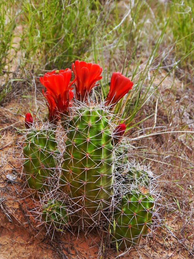 Flores do cacto do deserto foto de stock. Imagem de planta - 92741316