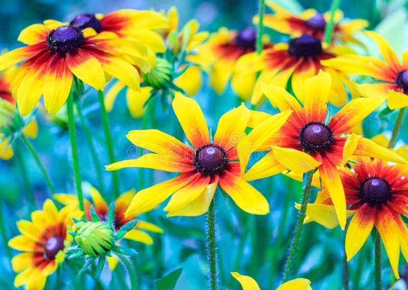 Flores do hirta do Rudbeckia, flores de Susan de olhos pretos no jardim no dia de verão ensolarado, tonificando o projeto imagem de stock Flores do hirta do Rudbeckia, flores de Susan de olhos pretos no jardim no dia de verão ensolarado, tonificando o projeto imagem de stock