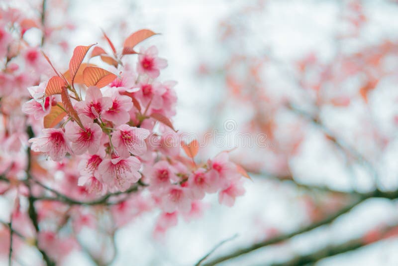 Winter flowers. Winter flowers