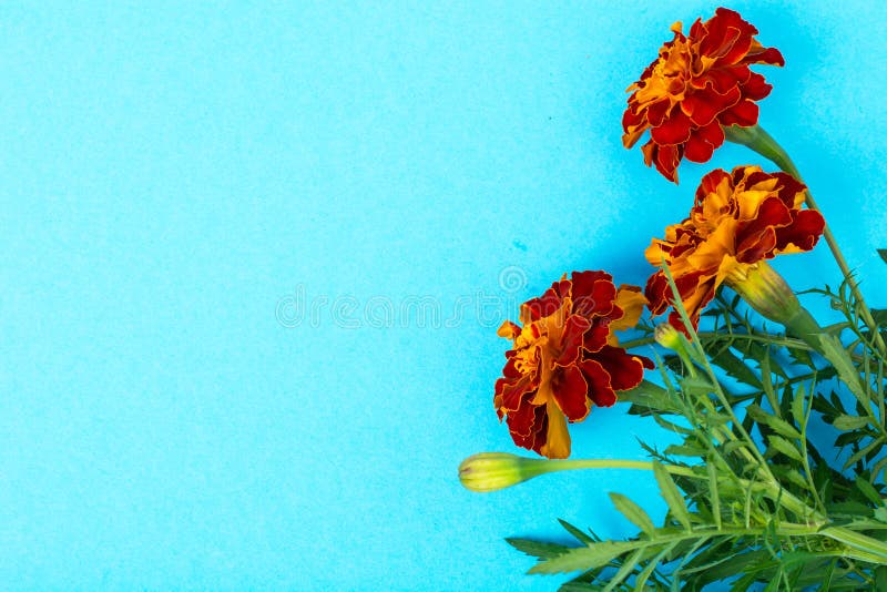 Flores do jardim da cor alaranjada no fundo pastel brilhante foto de stock Flores do jardim da cor alaranjada no fundo pastel brilhante foto de stock
