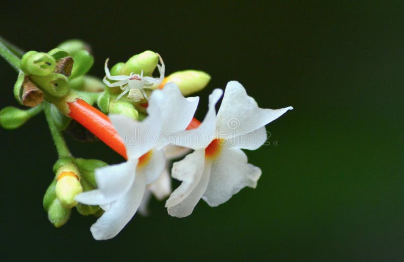 Flores Do Jardim Natal Da Mães Imagem de Stock - Imagem de pequeno, casa:  206047813