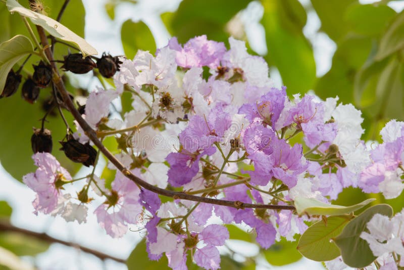 Flores do Lagerstroemia imagens de stock royalty free
