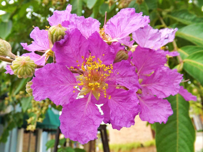 Flores do Lagerstroemia em Tailândia fotografia de stock