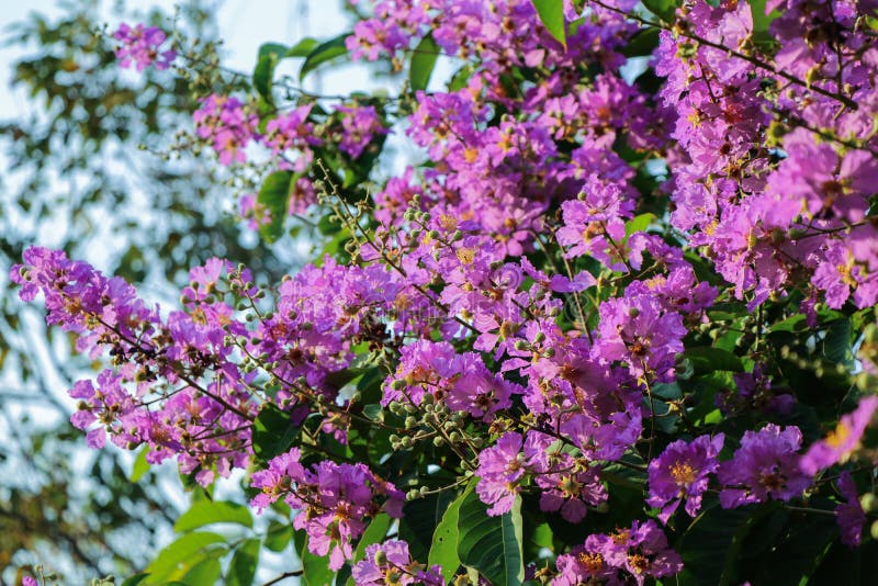 Flores do Lagerstroemia, speciosa do Lagerstroemia fotografia de stock