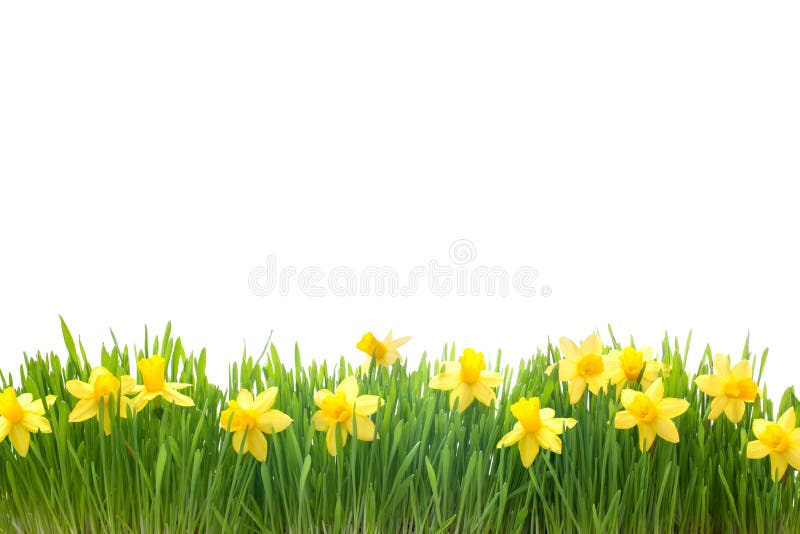 Spring narcissus flowers in green grass isolated on white background. Spring narcissus flowers in green grass isolated on white background