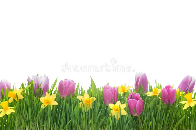 Spring narcissus and tulips flowers in green grass isolated on white background. Spring narcissus and tulips flowers in green grass isolated on white background