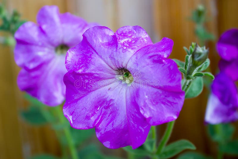 Flores do petúnia imagem de stock royalty free Flores do petúnia imagem de stock royalty free