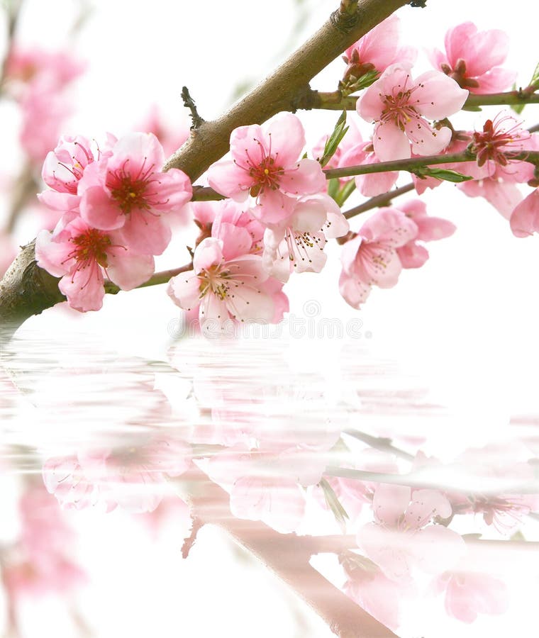 Peach flowers and its reflection over white. Peach flowers and its reflection over white