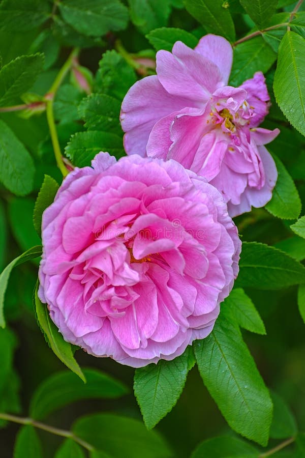 Flores do rosa cor-de-rosa de cão selvagem foto de stock