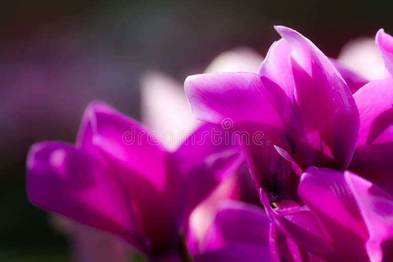 Flores do rosa e as brancas que movem-se em um dia ventoso - fotografia foto de stock royalty free Flores do rosa e as brancas que movem-se em um dia ventoso - fotografia foto de stock royalty free