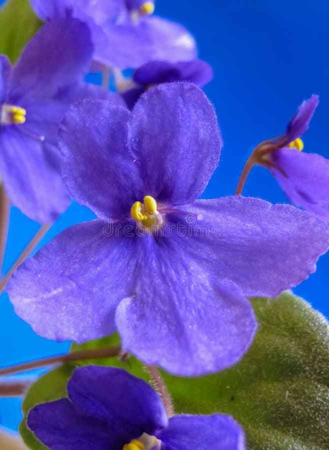 Flores do Saintpaulia no azul imagem de stock royalty free Flores do Saintpaulia no azul imagem de stock royalty free