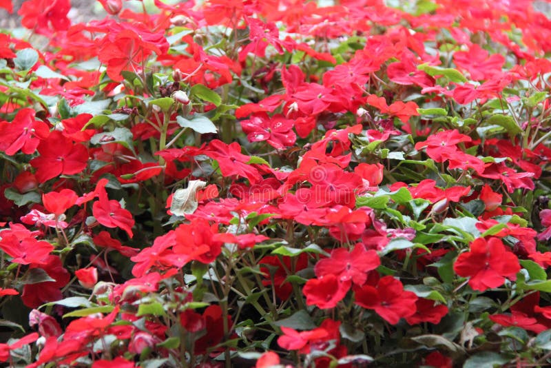 Flores Do Vermelho De Impatiens Balsamina Imagem de Stock - Imagem de  jardinar, flores: 105938371