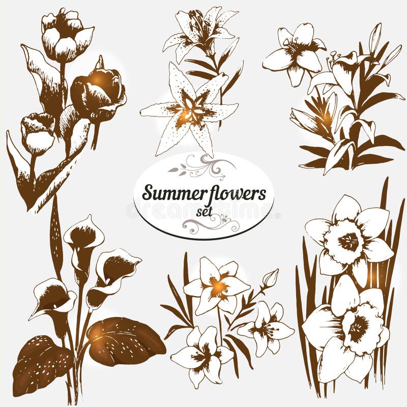 Flores do verão ajustadas ilustração royalty free Flores do verão ajustadas ilustração royalty free
