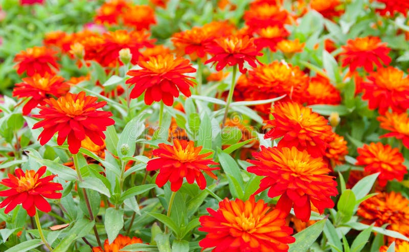 Zínias foto de stock royalty free