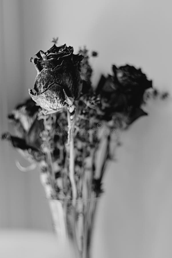 Black and white filmlike high contrast image of dried roses and lavender. Black and white filmlike high contrast image of dried roses and lavender