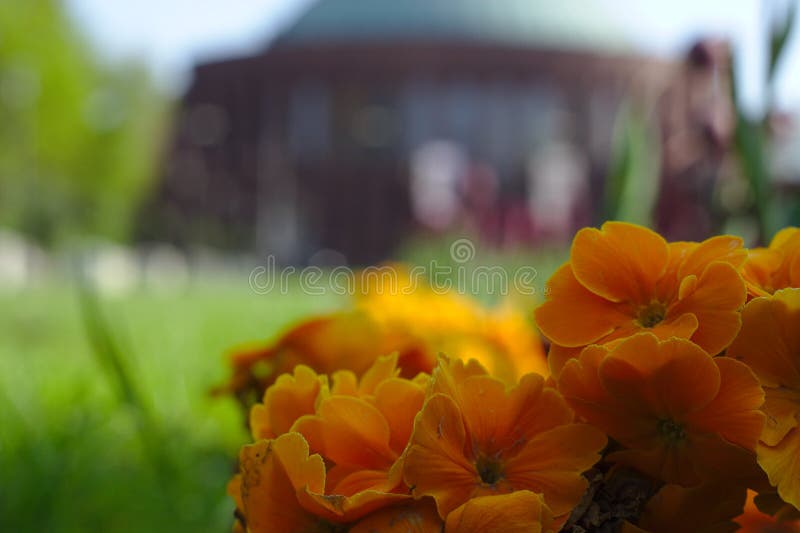 Flores e arquitetura foto de stock Flores e arquitetura foto de stock