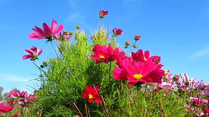 Flores e céu cor-de-rosa bonitos do cosmos