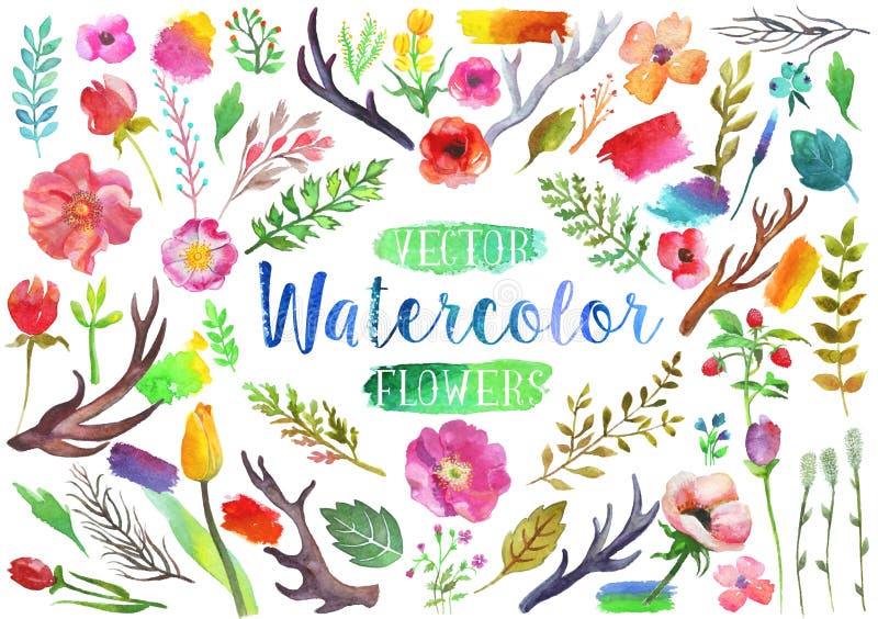 Flores e folhas do aquarelle da aquarela do vetor ilustração do vetor Flores e folhas do aquarelle da aquarela do vetor ilustração do vetor