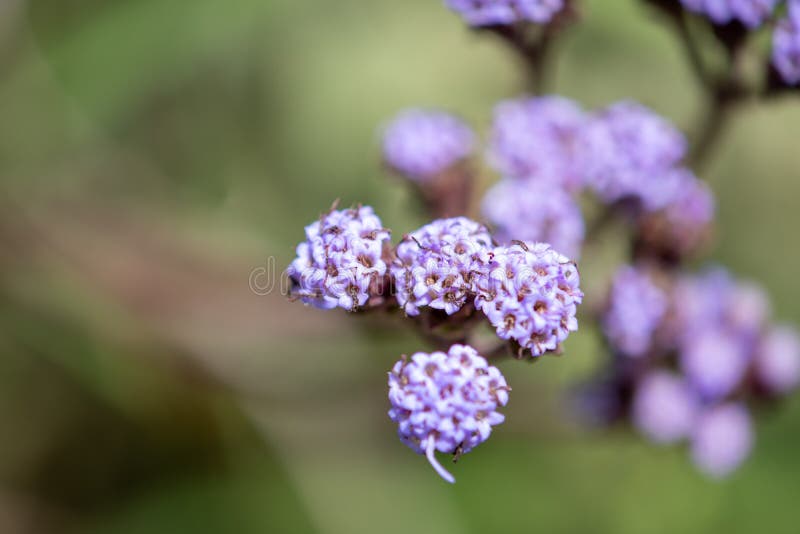 Flores e folhas pequenas de plantas selvagens do campo em Uruguai imagens de stock Flores e folhas pequenas de plantas selvagens do campo em Uruguai imagens de stock