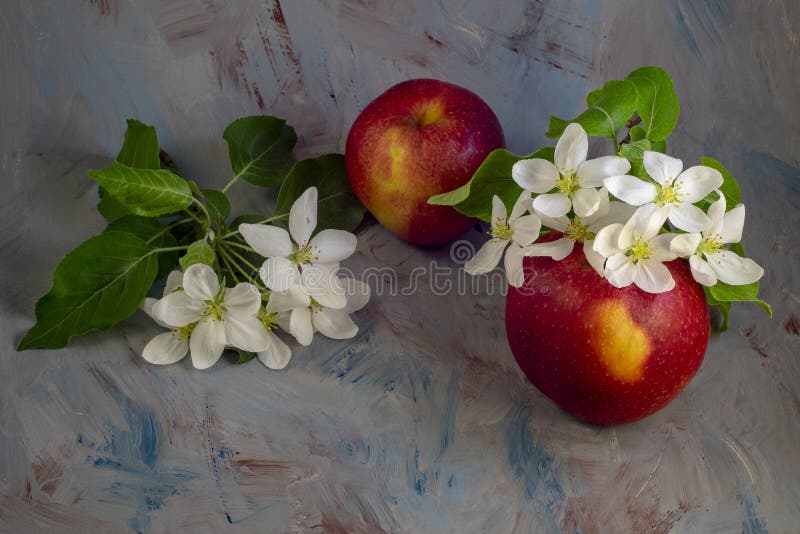 Flores e frutos da árvore de maçã imagem de stock Flores e frutos da árvore de maçã imagem de stock