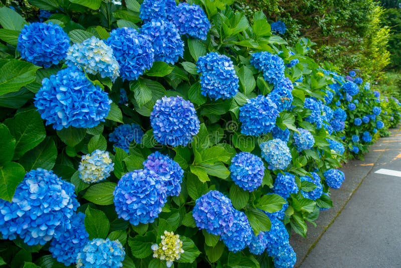 Flores Em Branco E Em Azul, Hortencias, Flor Na Cidade De Hakone Em Japão  Imagem de Stock - Imagem de naughty, macro: 96417505