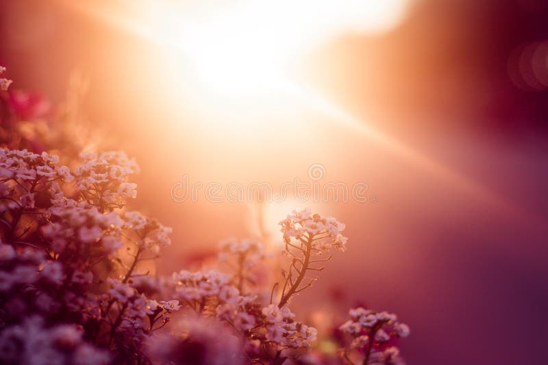 número} Fotos de Stock de {palavra-chave} - Fotos de Stock Gratuitas e Sem Fidelização a partir da Dreamstime número} Fotos de Stock de {palavra-chave} - Fotos de Stock Gratuitas e Sem Fidelização a partir da Dreamstime