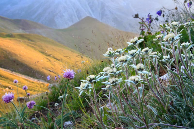 Flores em uma inclinação alpina