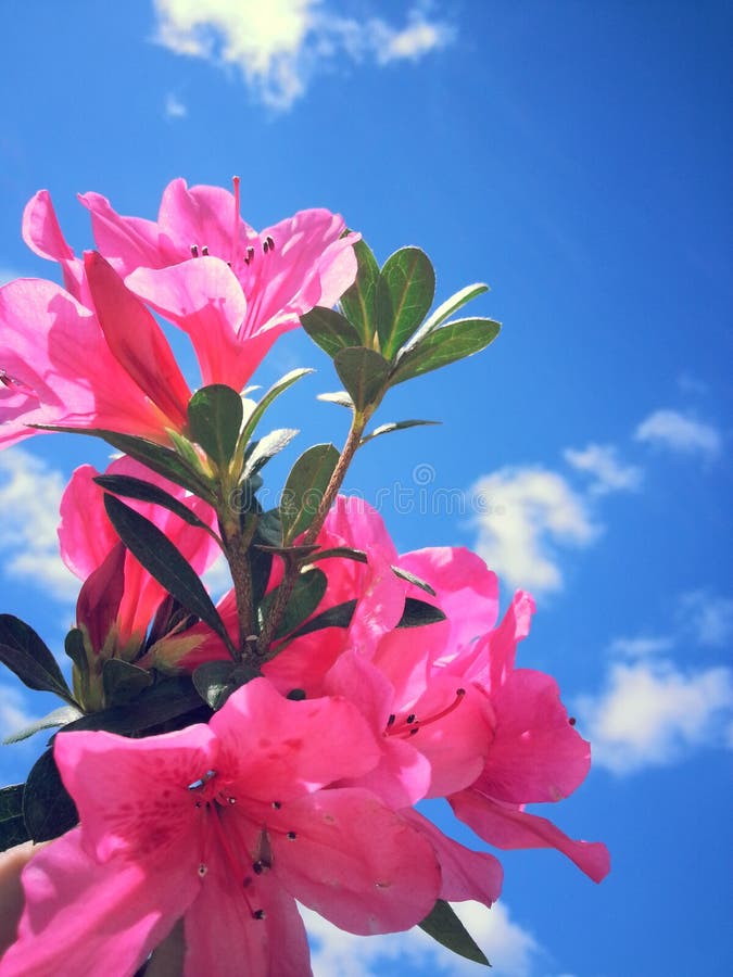 Flores en el cielo foto de archivo libre de regalías Flores en el cielo foto de archivo libre de regalías