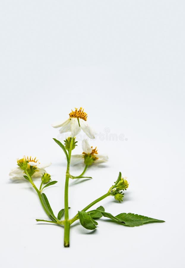 Flores en el fondo blanco imagen de archivo libre de regalías Flores en el fondo blanco imagen de archivo libre de regalías