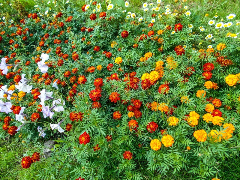 Flores en el jardín Flores de Tagetes en jardín imágenes de archivo libres de regalías Flores en el jardín Flores de Tagetes en jardín imágenes de archivo libres de regalías
