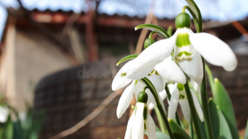 Flores en el lecho de flores en un día de primavera