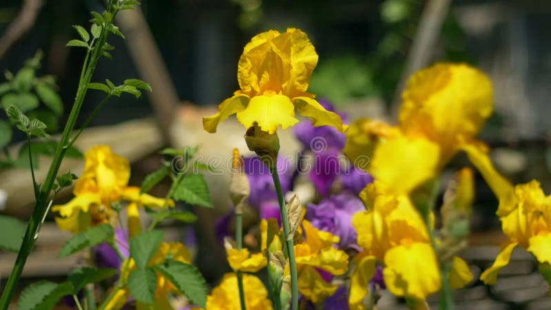 Flores en el prado de primavera