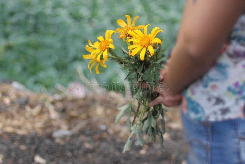 Flores en las manos Joven sosteniendo a los pequeños girasoles detrás imagenes de archivo