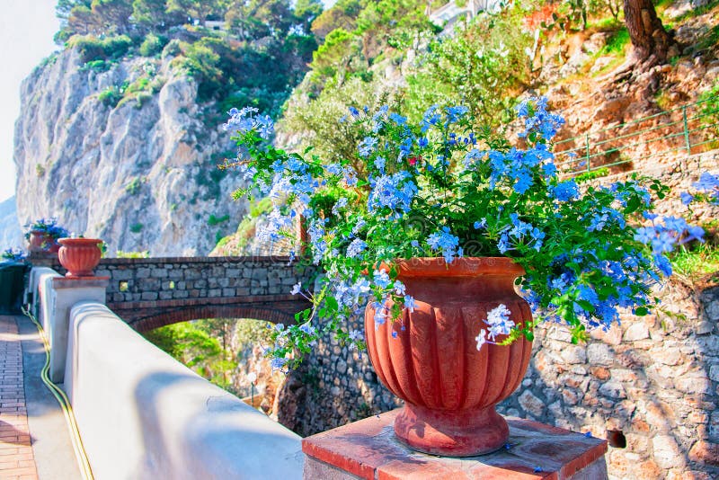 Flores en maceta en Augustus Gardens en la isla de Capri foto de archivo Flores en maceta en Augustus Gardens en la isla de Capri foto de archivo