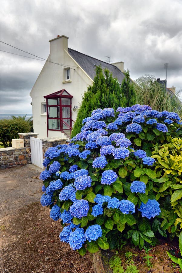 Colorful Hydrangeas flowers in a small village, Brittany, France. Colorful Hydrangeas flowers in a small village, Brittany, France