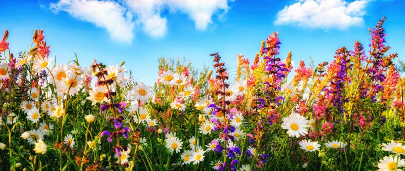 Flores en un prado y el cielo azul imagen de archivo libre de regalías