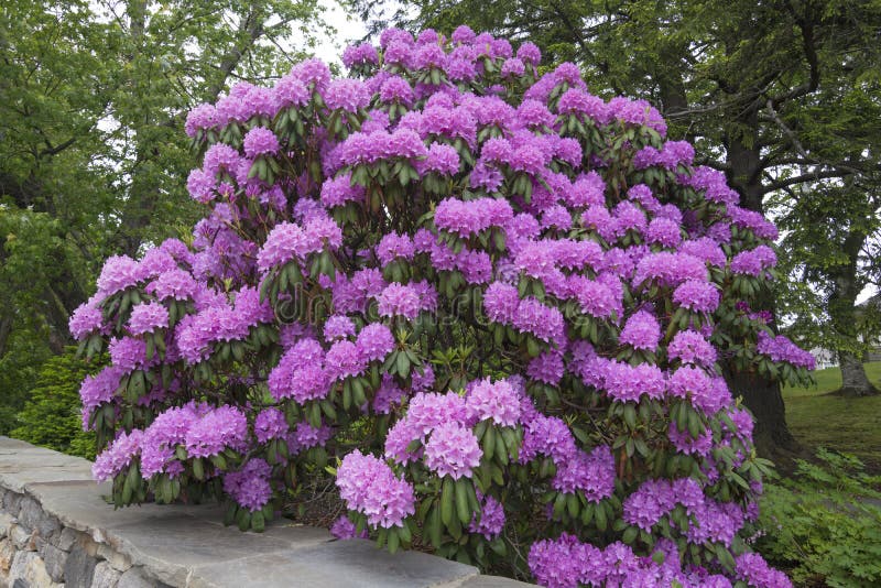 Flores enormes del rododendro en la plena floración imágenes de archivo libres de regalías Flores enormes del rododendro en la plena floración imágenes de archivo libres de regalías