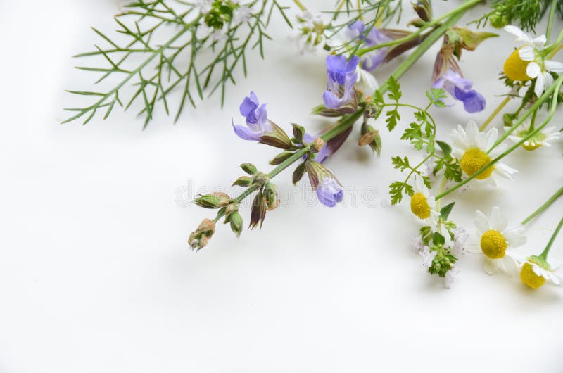 Flores medicinais de ervas fotografia de stock