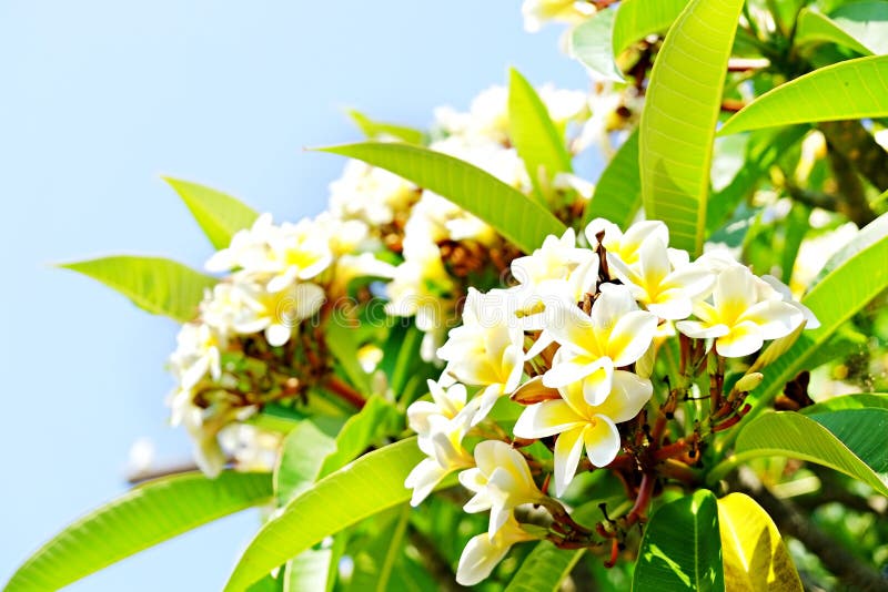 Flores exóticas de países tropicales Usted merece un concepto de la vocación Plantas raras hermosas Día del ` s de la madre, ` in imagenes de archivo Flores exóticas de países tropicales Usted merece un concepto de la vocación Plantas raras hermosas Día del ` s de la madre, ` in imagenes de archivo