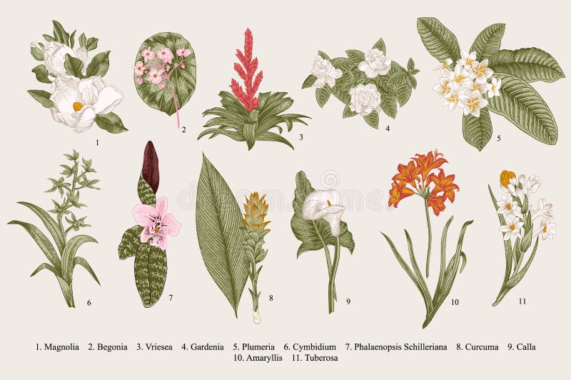 Flores exóticas fijadas Ejemplo botánico del vintage del vector stock de ilustración Flores exóticas fijadas Ejemplo botánico del vintage del vector stock de ilustración