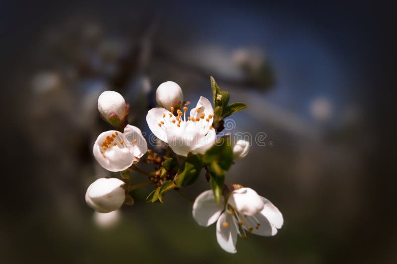 Flores florecientes de la cereza en el primero plano imagenes de archivo Flores florecientes de la cereza en el primero plano imagenes de archivo