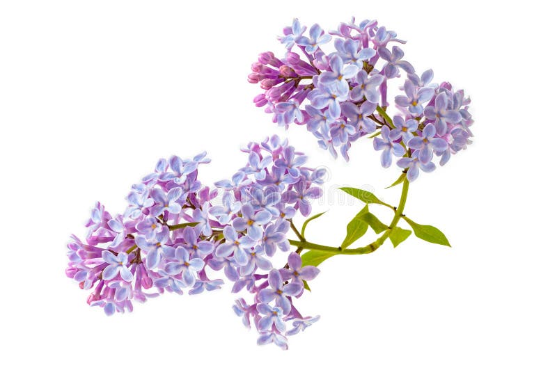 Flores florecientes de la lila aisladas en el fondo blanco imagenes de archivo Flores florecientes de la lila aisladas en el fondo blanco imagenes de archivo