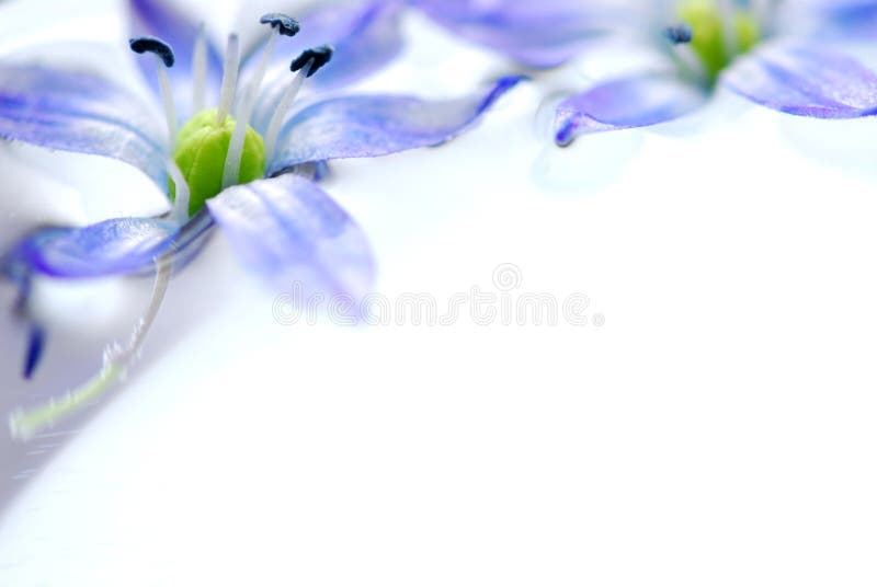 Flores flotantes imagen de archivo