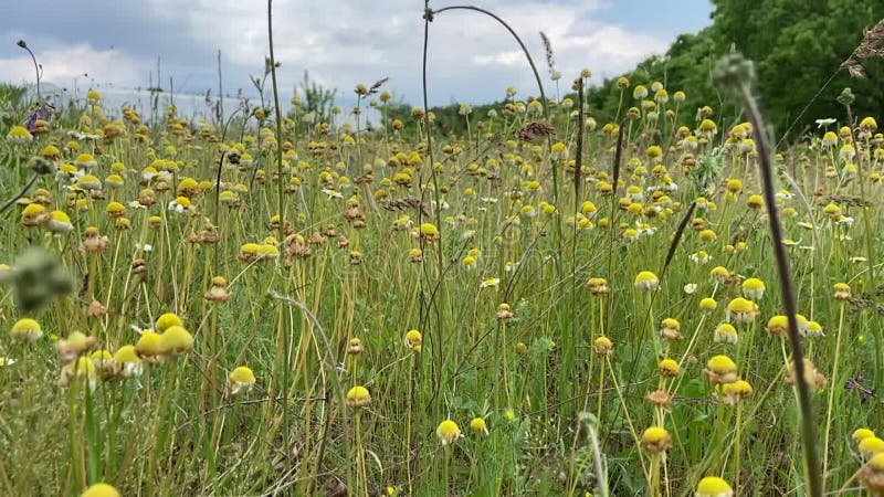 Flores frescas amarillas y blancas en la naturaleza verde hojas y dientes brillantes y daisies leones brisa de viento ligero. almacen de metraje de vídeo