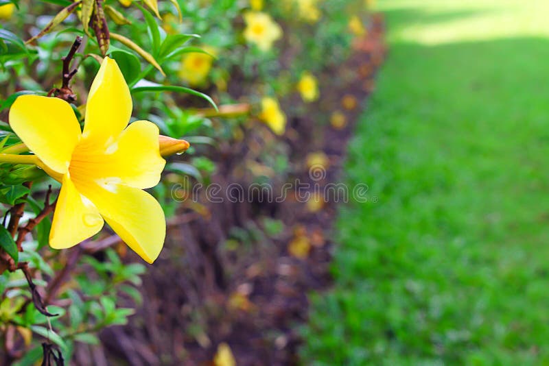 Flores Frescas E Coloridas Alamanda Doce Amarela Florescendo Com Gotas  D'água Florescendo No Jardim, Espaço De Cópia Imagem de Stock - Imagem de  exterior, doce: 157373687