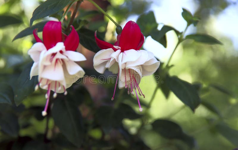 Flores fucsias Flores fucsias blancas y rojas en el jardín que cuelga en ramas imagenes de archivo Flores fucsias Flores fucsias blancas y rojas en el jardín que cuelga en ramas imagenes de archivo