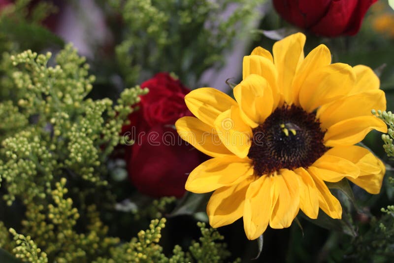 Rosas Rojas Y Girasoles Fotos de stock - Fotos libres de regalías de  Dreamstime