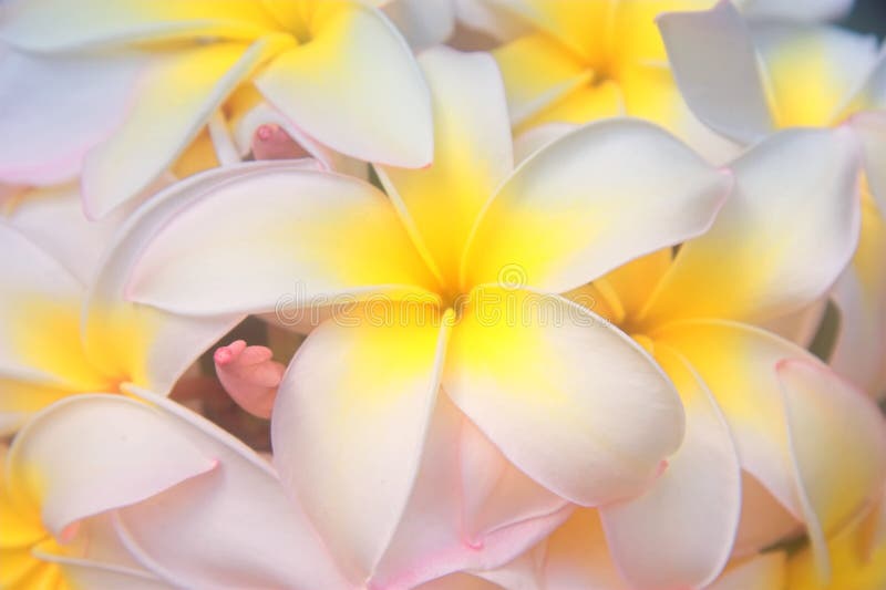 Flores havaianas