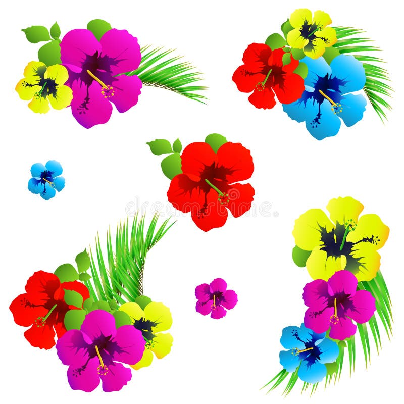 Flores Havaianas, Plantas Exóticas, Isoladas Em Um Branco Ilustração do  Vetor - Ilustração de naughty, hibisco: 112702468